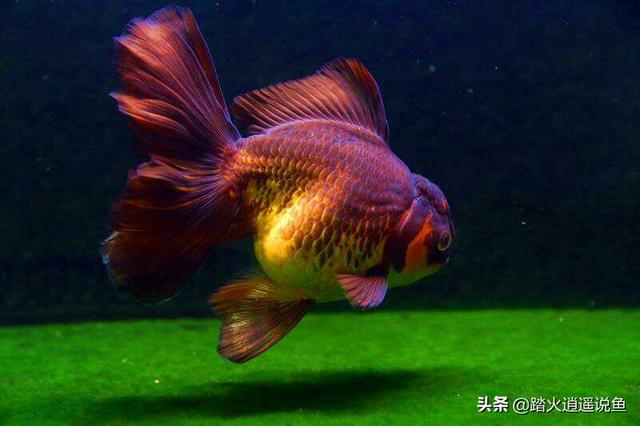 头条问答 泰狮金鱼消化不良需要治疗吗 金龙鱼繁殖场的回答 0赞