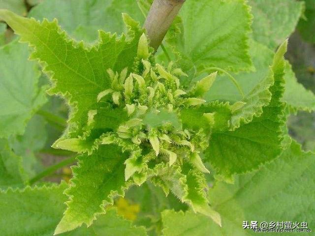 绝育黄瓜安全事情:结扎对身体有害？宝妈你怎么看？