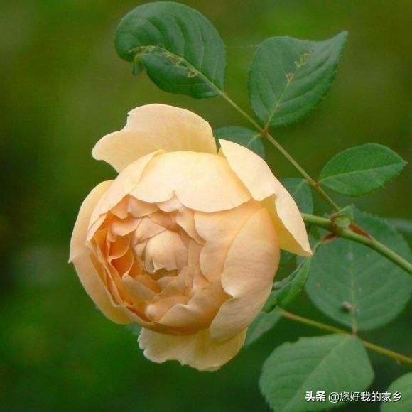 最香的几款月季品种是什么？插图86