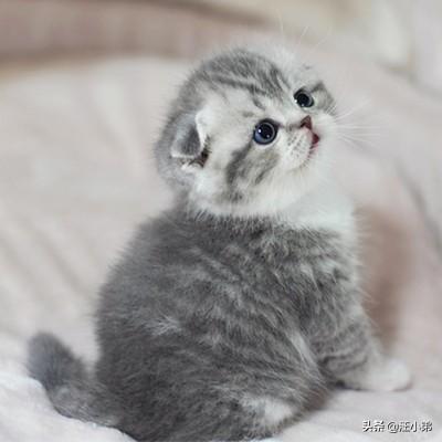 霸道总裁的小猫咪txt:家里的猫猫做过让你最感动的一件事是什么？ 霸道总裁的小猫咪小超儿
