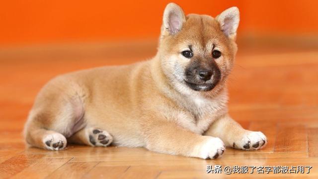 日本柴犬价格:日本柴犬和中国柴犬外型上的最大区别是什么？