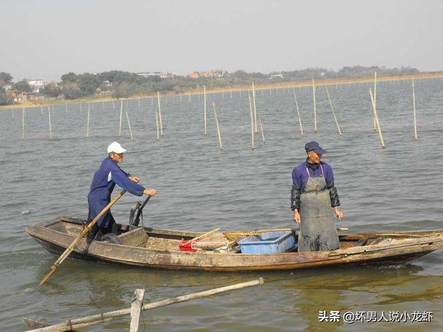 苦力泥鳅 吃虾:养小龙虾田间很多泥鳅怎么办？