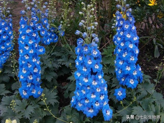 北方大花金鸡菊栽培时间:大花飞燕草种子催芽方法？