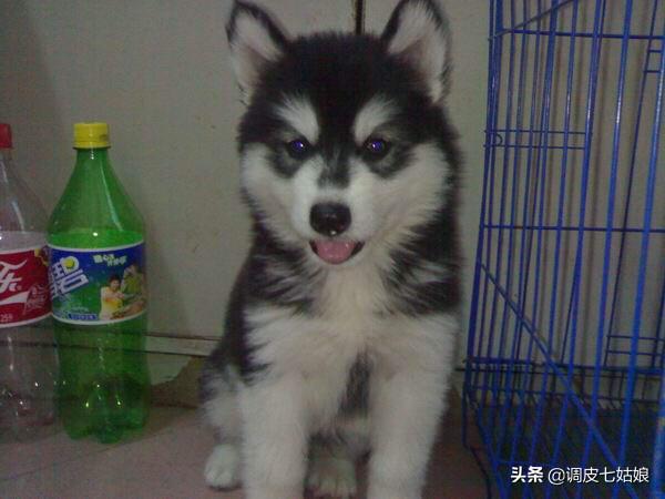 西伯利亚雪橇犬饲养:2、3个月大阿拉斯加雪橇犬怎么喂养？