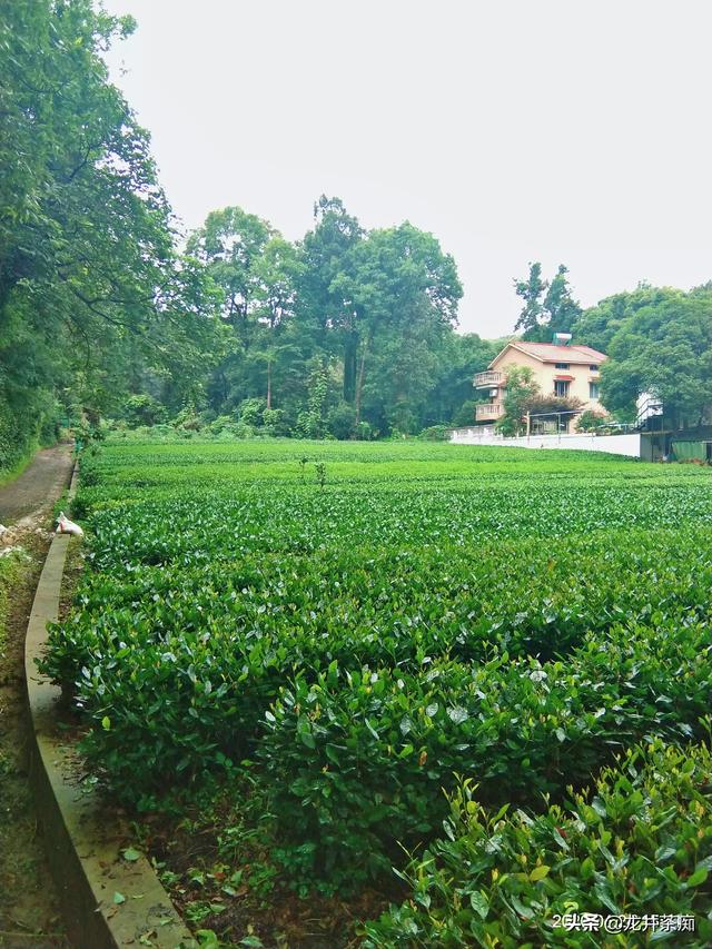 常喝什么茶好,如果不讨论季节性，什么茶适合长期饮用呢?