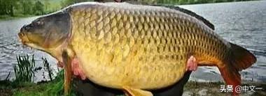 山东订婚、结婚都有哪些规矩？