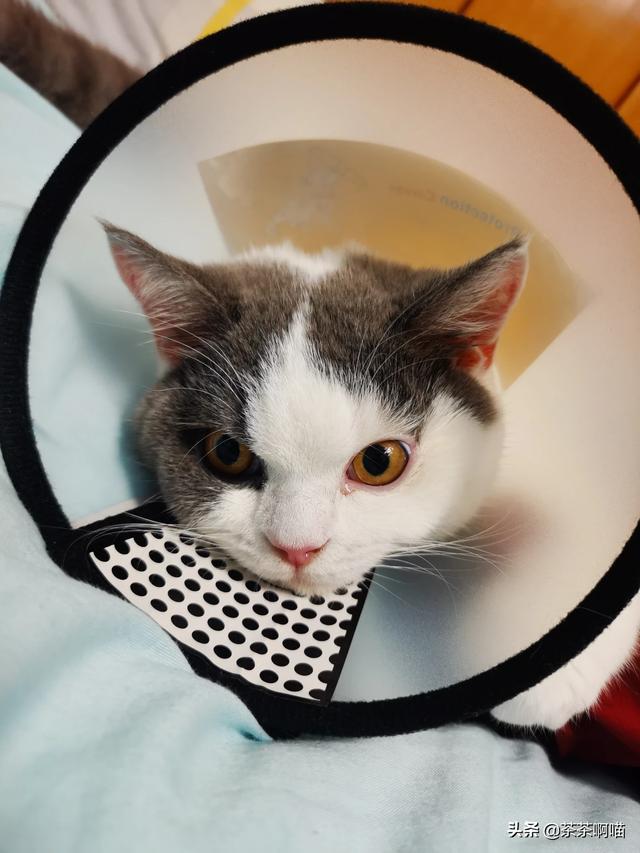 母猫绝育第二天没精神不爱动:猫绝育完六小时还是没精神，走路不稳还吐，正常吗？ 母猫绝育后第二天还没精神