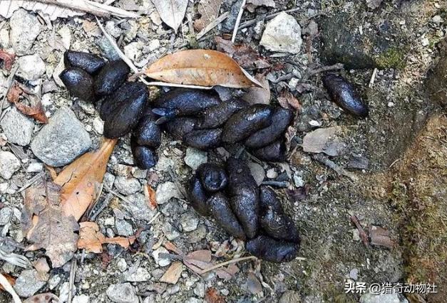 如何养宠物狗发现是黑熊:如果在大山里遇到黑熊该怎怎么应付？