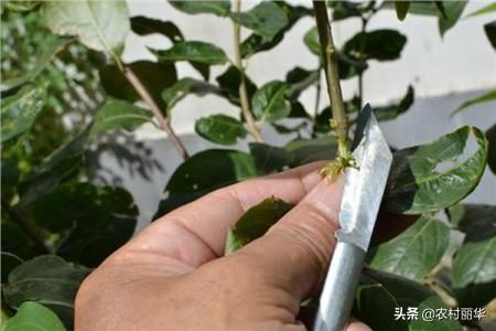 怎样繁殖荷花玉兰:白玉兰可以嫁接在白兰花上吗？