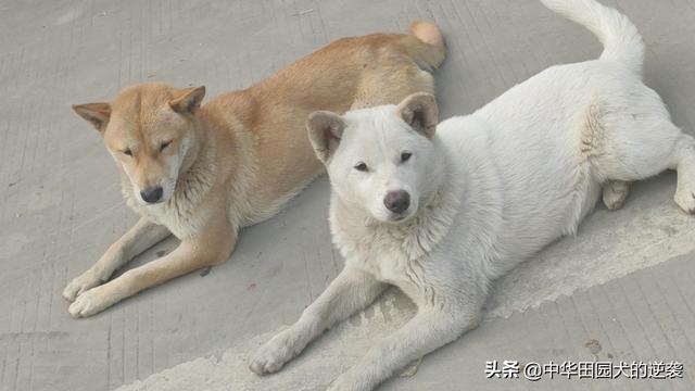 宠物犬图片中华田园犬:你们为什么喜欢中华田园犬？中华田园犬和名贵犬你们要哪个？