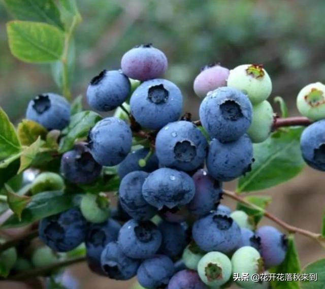 种什么果树收益快？