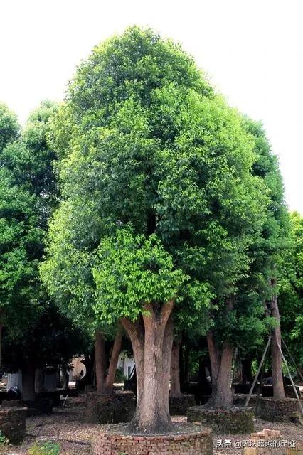 桢楠树是国家保护树:香樟树是不是国家保护植物？