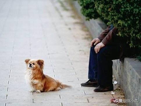 养宠物的好处:养宠物给老年人都带来哪些益处？老年人适合养宠物吗？
