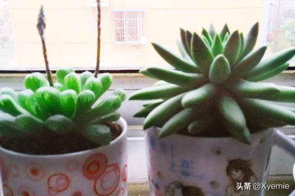 千佛手:像是佛祖无数的手，多肉千佛手如何养殖？