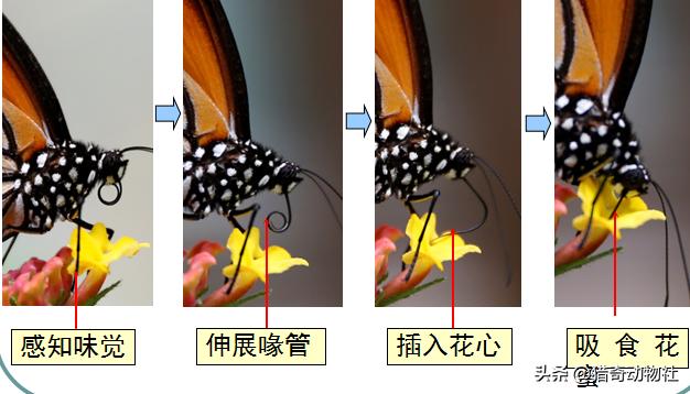 知了吃什么树汁:有谁见过成虫蝉把口器插入树木中吸食树木汁液的？