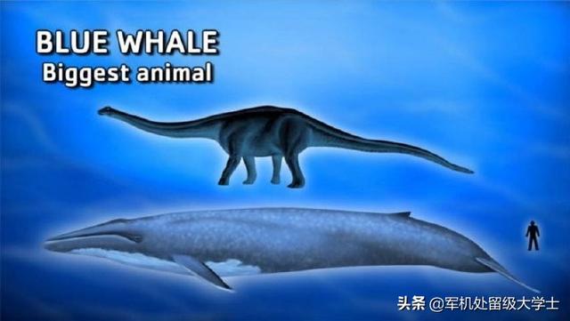法国斗牛犬母很难养吗:法牛犬听话吗，好不好养的？