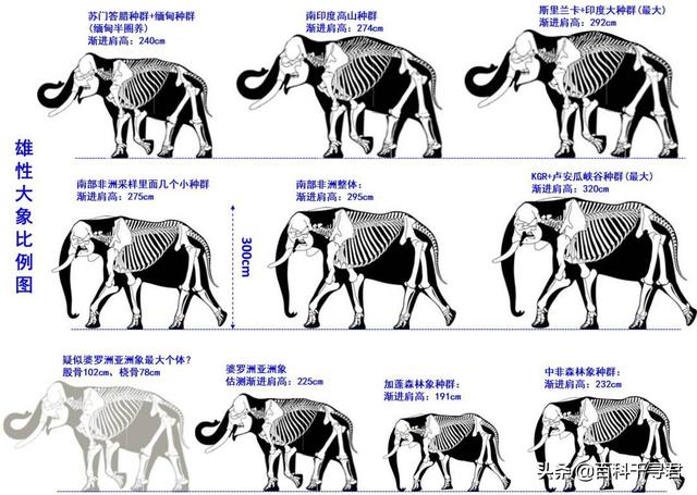 科学家发现地球最小爬行动物:世界上最小的大象是什么？