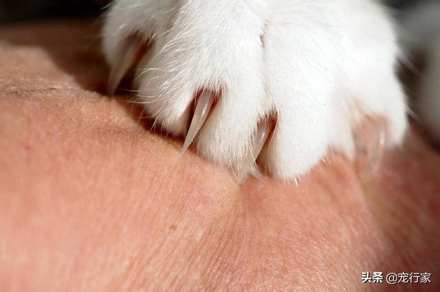 给猫的鸡胸肉怎么做:给猫的鸡胸肉怎么做冻干 猫咪的爪子总爱受伤，如何呵护猫咪的小爪子？