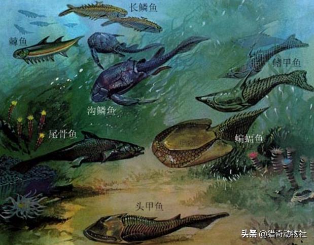 海鬣蜥英文:鬣蜥 英文 为什么海洋生物大多是食肉动物，很少见到海洋食草动物？
