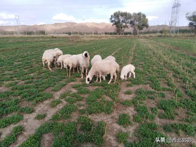 反刍动物营养学ppt循环:用颗粒料饲养育肥羊应注意什么？