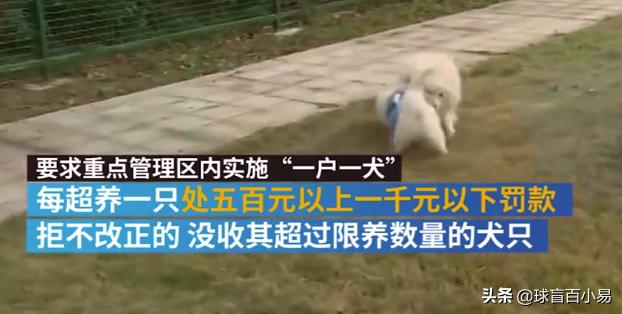 警犬狗链子怎么戴:关于养大狗不套链子的主人，你怎么看？ 警犬专用狗脖套怎么戴