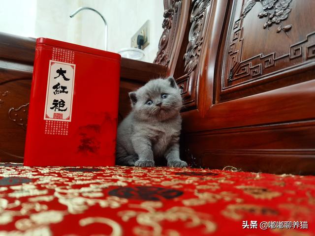 小猫的第一针疫苗什么时候打:幼猫多大的时候适合被领养？