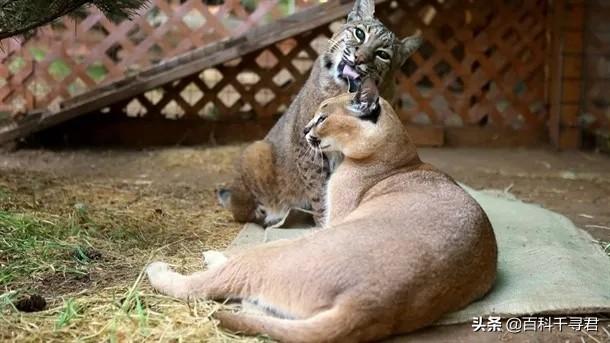 短尾猫能不能养:美国短尾猫打的过狞猫吗？