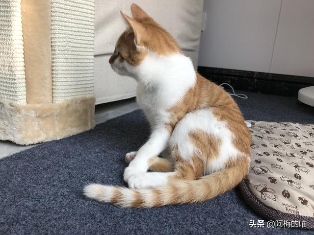 踩到猫了谱子:养猫会给日常生活带来哪些不便？