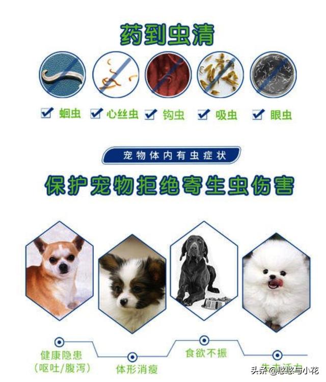 1岁阿拉斯加雪橇犬性格:1岁的公阿拉斯加犬为什么偏瘦，其它一切正常，求解？