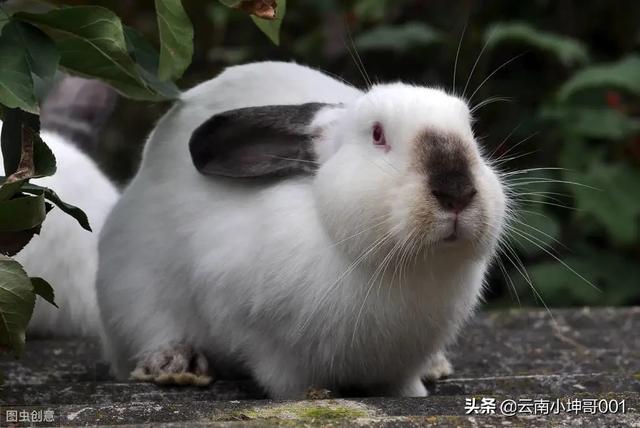 宠物兔饲养加盟:宠物兔正确的饲养方法 想在家养兔子，兔子前景如何？
