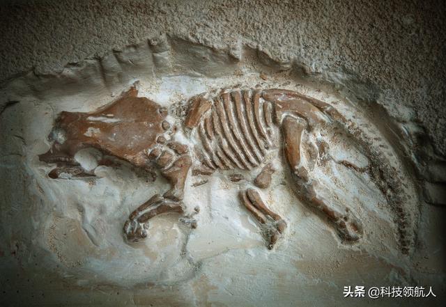 巨型恐龙骨头:恐龙的骨骼是如何在博物馆里摆放在一起的？