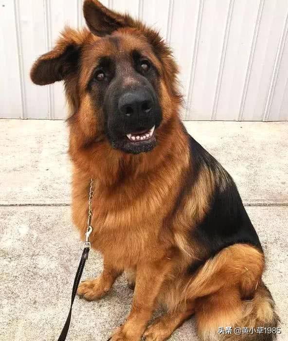 垂系德国牧羊犬论坛:德国牧羊犬有哪些不好的地方，让养的人越来越少？