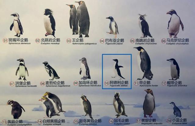 为什么企鹅被称为自然界最腹黑的动物？插图15