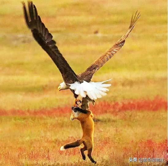 鹰为什么能猎狐狸和狼?-惠修网