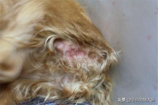 犬瘟热传染人吗:犬瘟会传染给人吗 犬瘟热传染人吗？犬瘟热是怎么得的？