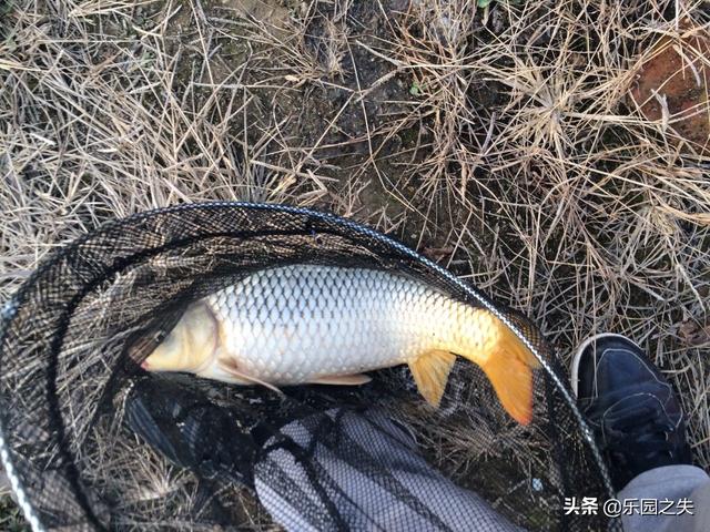 钓鲤鱼用什么饵料最好,用什么饵料钓鲫鱼、鲤鱼比较好？