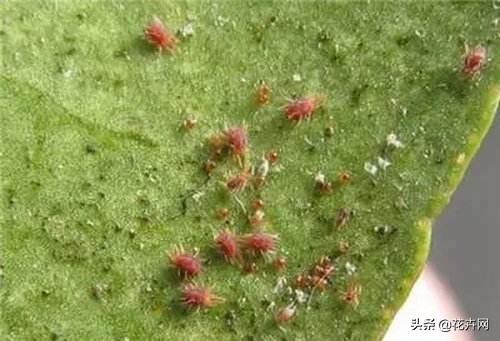 野菊花生蚜虫怎么防治:花生白色腻虫是什么原因？