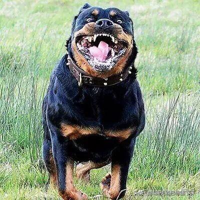 天津黑色德国牧羊犬:天津纯双血统德国牧羊犬 什么地方卖纯种德国黑背狗？