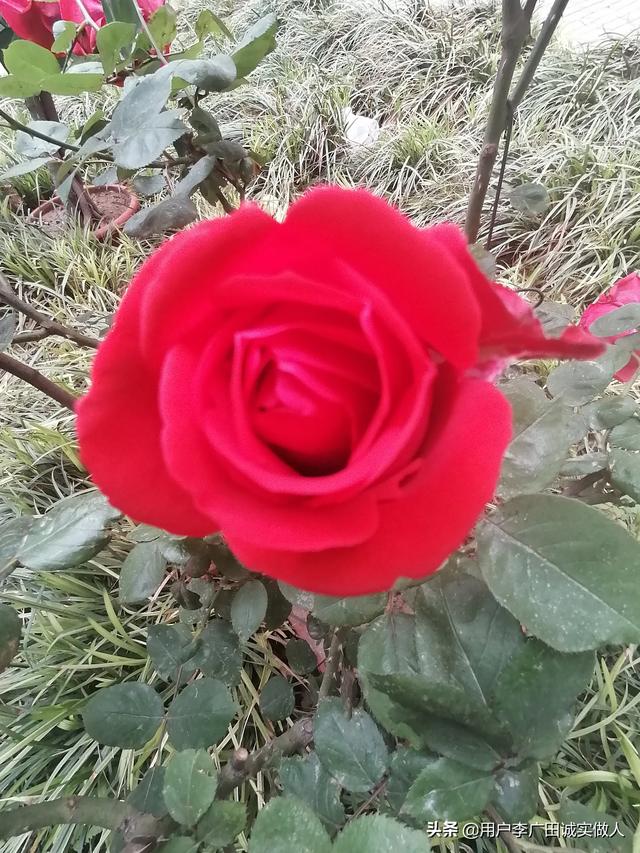 最香的几款月季品种是什么？插图47