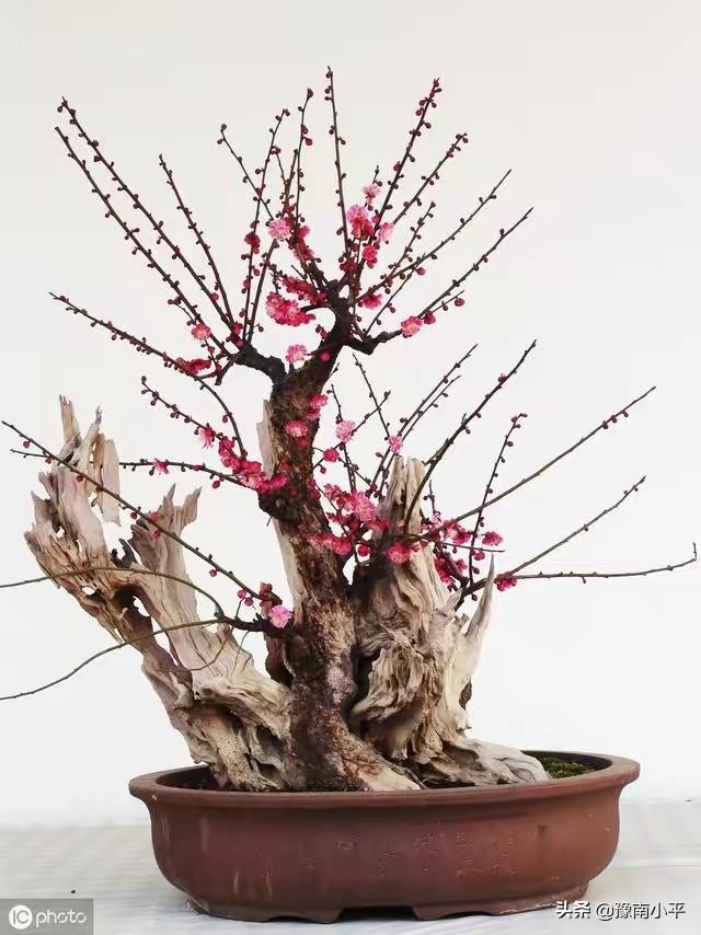 树锦鸡儿植株变黑:红梅盆景新枝条开始变黑，慢慢枯萎掉，是怎么回事？如何处理？