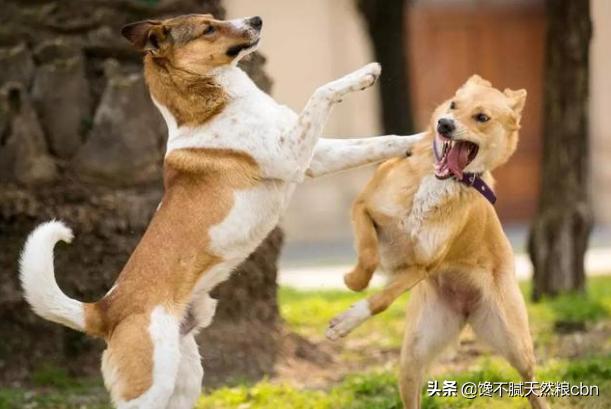 莱姆病症状有什么:抗莱姆病有什么真症状 引起狗狗肾衰竭的原因有哪些？该怎么预防？