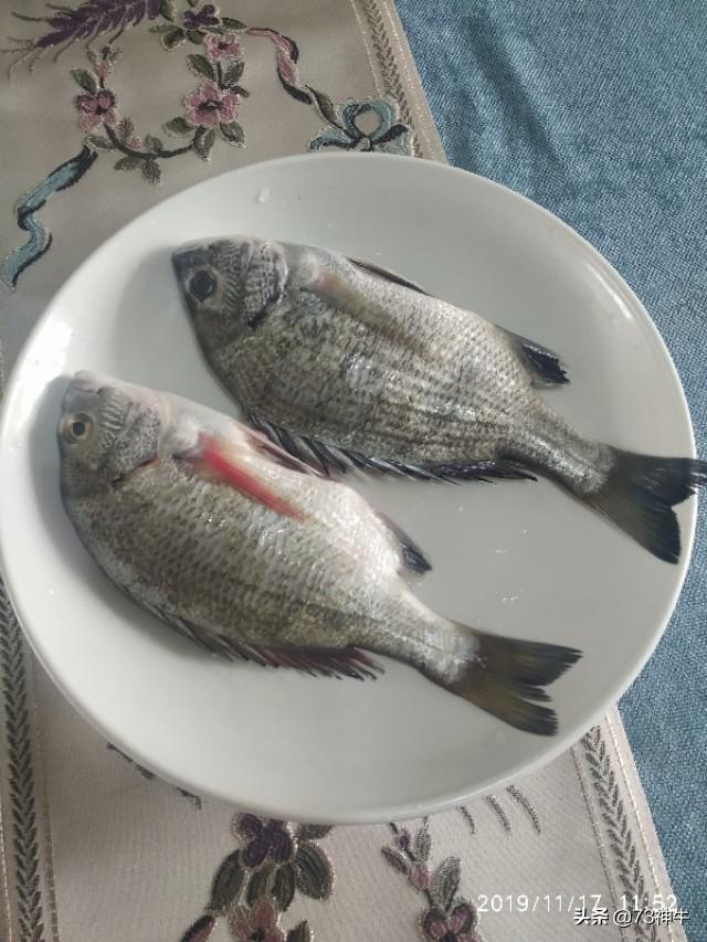 日本鱼王 鲷鱼 是怎样的存在 头条问答