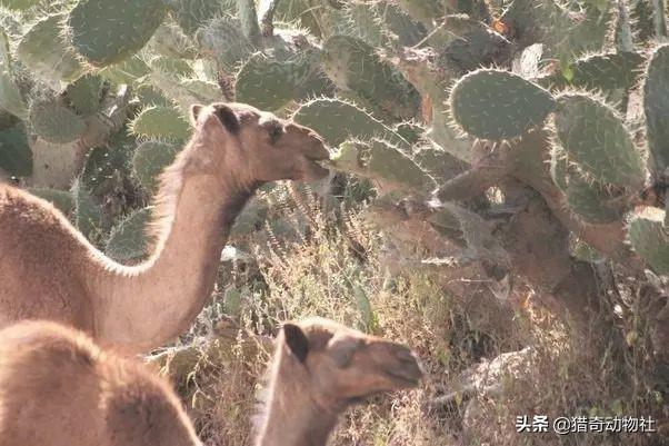 什么动物吃仙人掌都不刺:骆驼为什么能吃长满刺的荆棘和仙人掌，却不被扎？