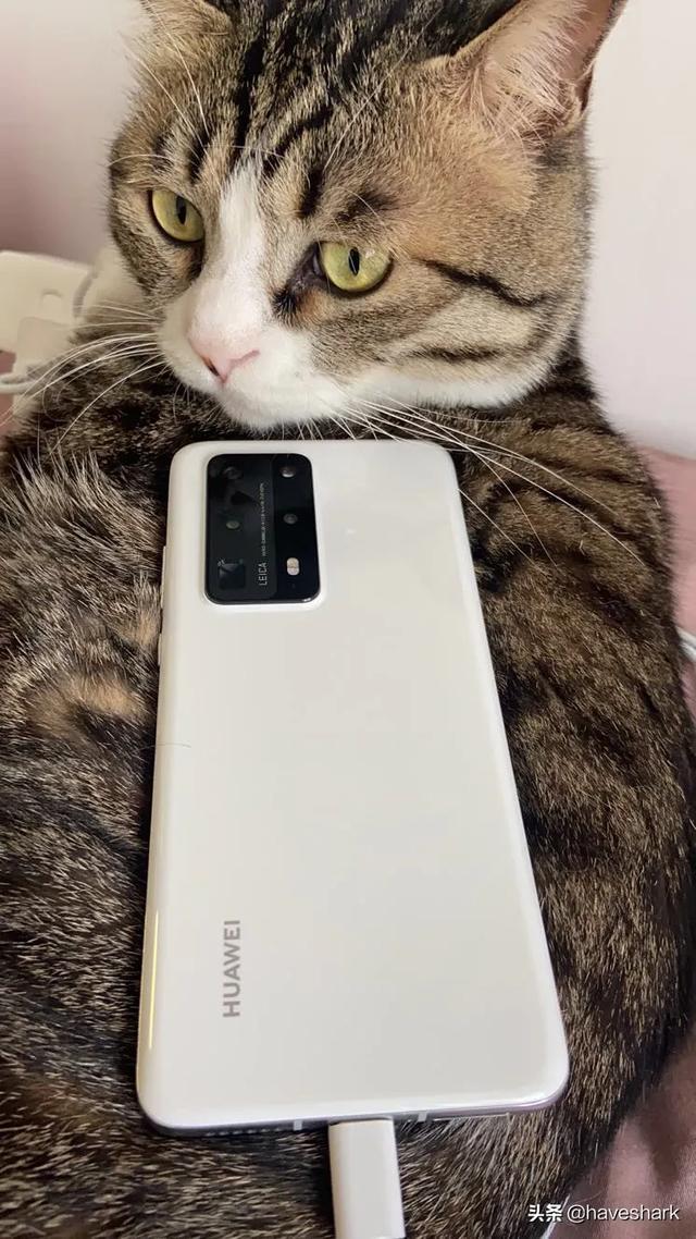 茶杯猫多少钱的:养猫时间久了是种什么体验？