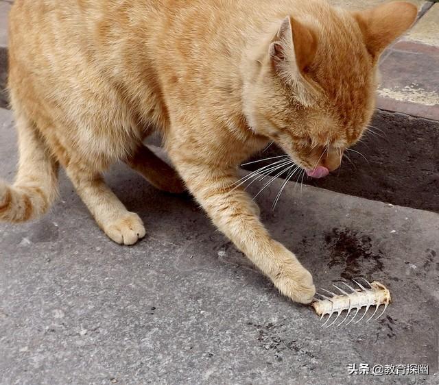 chongwu猫:宠物猫品种 猫咪会吃米饭、面食吗？为什么？