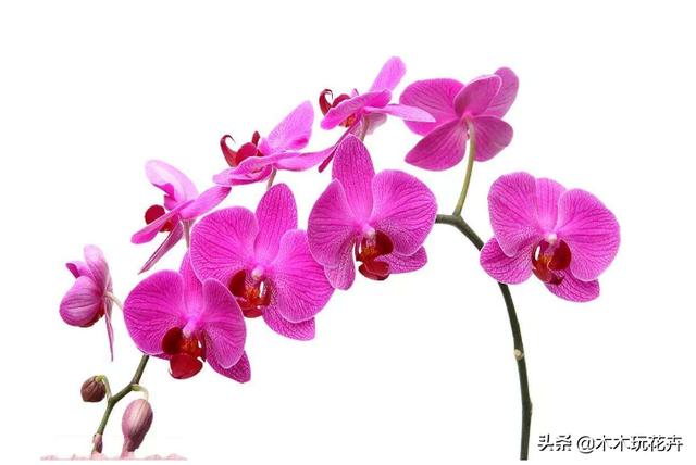 头条问答 蝴蝶兰扦插繁殖方法有哪些 24个回答