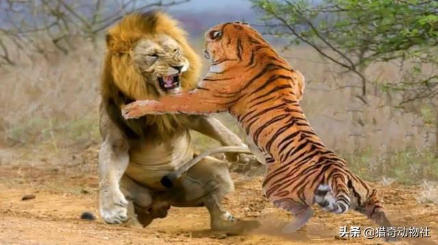 鬼獒王咬死狮子图片:藏獒真的比老虎狮子强吗？