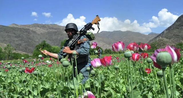 阿富汗会放弃种植鸦片吗，塔利班凭借什么抵御美军多年美国会从阿富汗撤兵吗