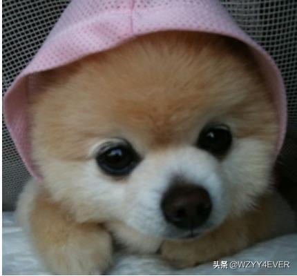 小柴犬阿旺的和风式生活百度云:网红狗“柴犬”好不好养？