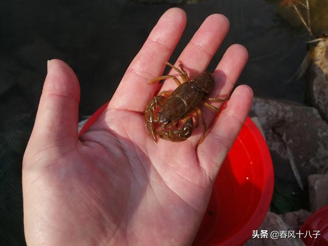 小龙虾和蝲蛄有啥区别，蝲蛄比小龙虾好吃，为什么没有小龙虾出名养殖的也少？